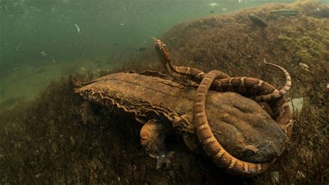 Wildlife photographer captures incredible image of ‘hellbender'