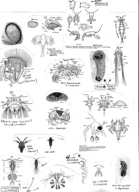 Freshwater Zooplankton Identification Guide