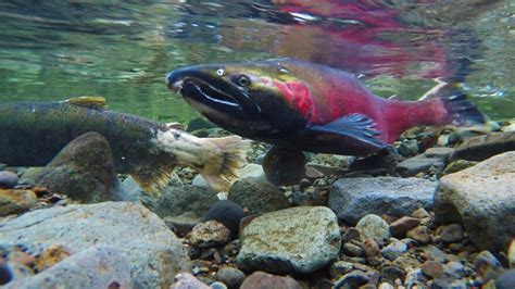 Return of sockeye salmon for spawning season looks good so far