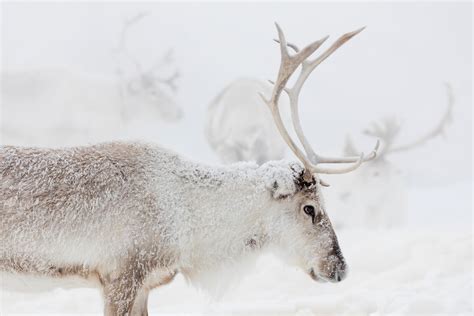 Reindeer Facts & Fun - Year of the Reindeer | Visit Finnish Lapland