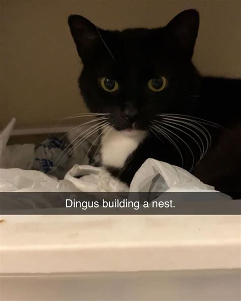 Dingus Building a Nest | Maxwell the Cat / Spinning Cat | Know Your Meme