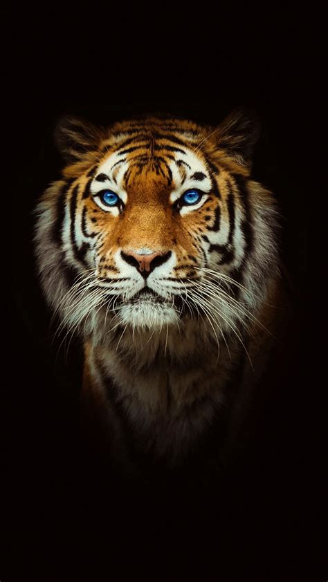 Tiger Photo Wallpapers - Wallpaper Cave