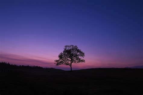 Dark Sky Tree Purple Sky Nature Wallpaper, HD Nature 4K Wallpapers, Images and Background ...