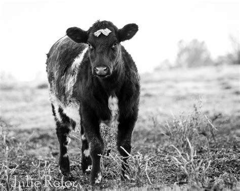 Cow Photography Cow Picture Farm Animals Country Life - Etsy