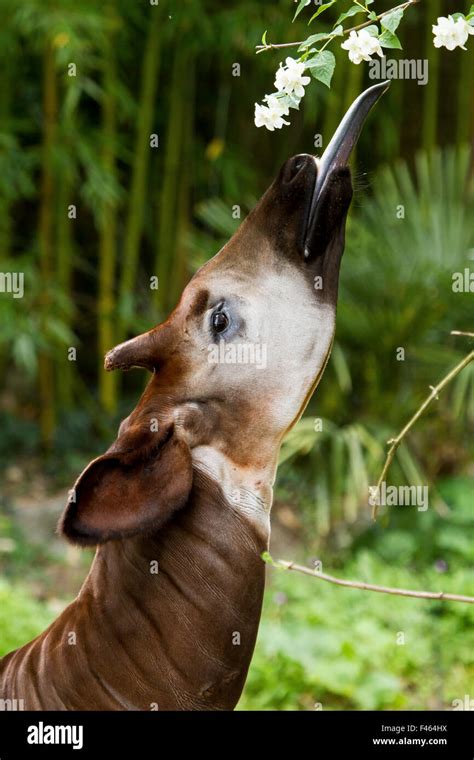 Okapi (Okapia johnstoni) feeding, with tongue exteneded. Captive at Stock Photo, Royalty Free ...