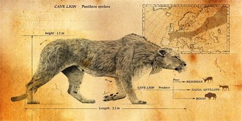 Panthera spelaea, aka the Eurasian Cave Lion. It roamed Europe and Asia from 600,000 - 13,000 ...