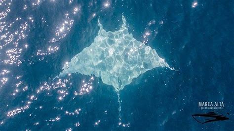 Mesmerizing Sight Of Huge, Rare, Magnificent Albino Manta-Ray Caught On Camera