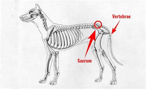 Dog Tail Wagging - What Science Says? - Petmoo