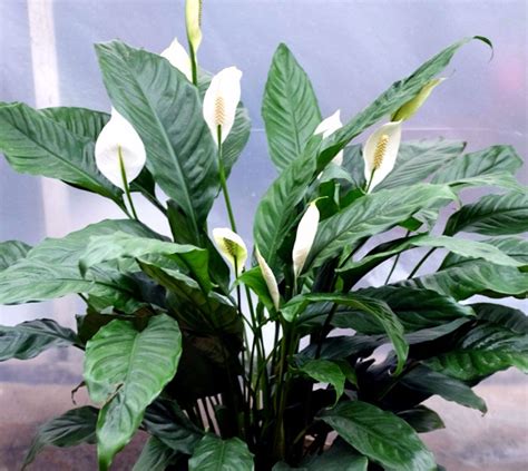 8 Best Air purifier houseplants | Beast air purifying indoor plants - NatureBring