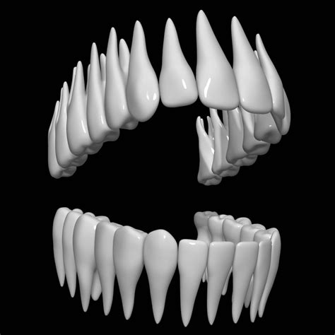 teeth 3d model