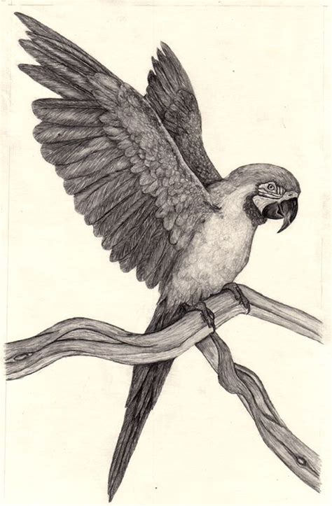 Parrot Drawings - Bing images | Parrot drawing, Parrots art, Animal drawings