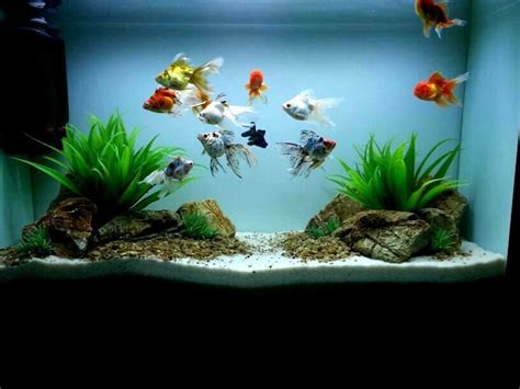 Goldfish aquarium ideas - bezyasian