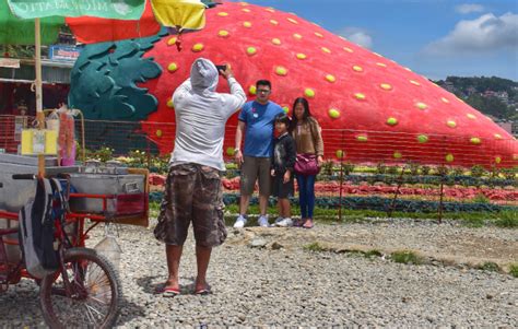 Strawberry Farm - Tourism Office Municipality of La Trinidad