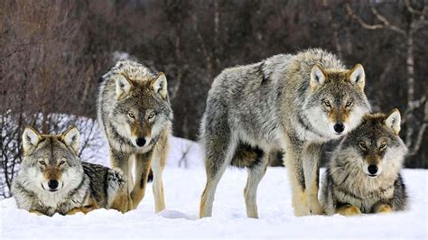 Wolf Pack Wallpapers - Wolf-Wallpapers.Pro | Wolf pictures, Grey wolf, Animals wild