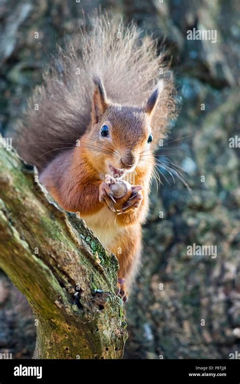 Red Squirrel eating nuts in a tree Stock Photo - Alamy