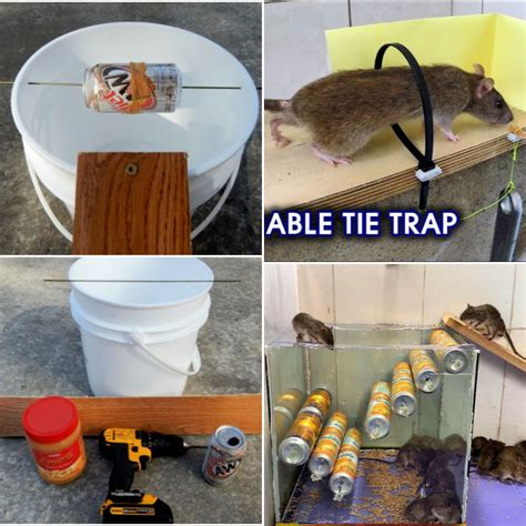 Homemade Rat Traps Humane - 8 Genius Diy Mouse Traps That Will Fix Your Problem ...