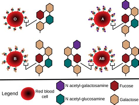 Mengenal Tiga Macam Antigen Golongan Darah | KASKUS