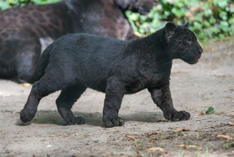 2560x1440 resolution | black panther kitten, wild cat, wildlife ...