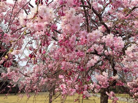 Hanami: Beat the Crowds with These Lesser-Known Sakura Spots in Tokyo | JAPAN Forward