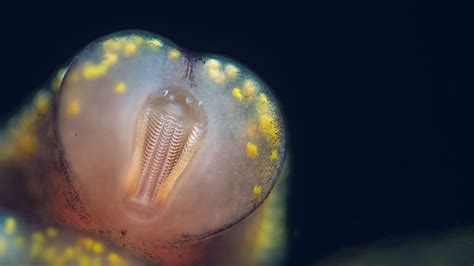 Macro/micro photography of a snail mouth - Freshwater Snails - Shrimp Keepers Forum