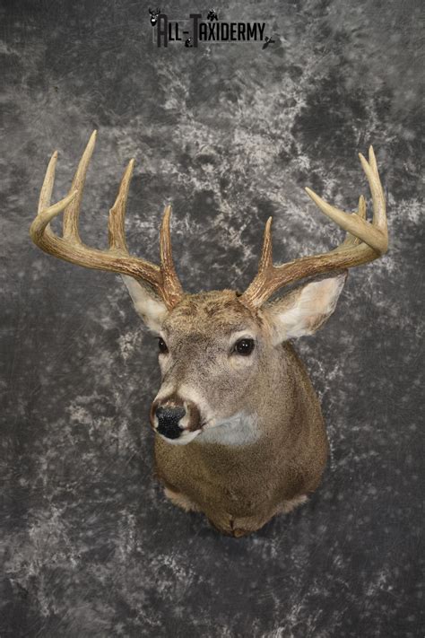 10 Point Whitetail deer taxidermy shoulder mount for sale SKU 2090 - All Taxidermy