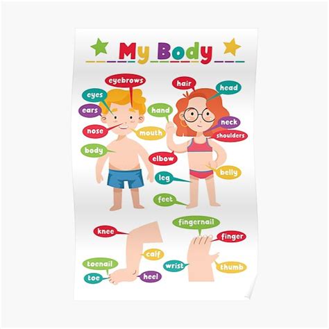 "Kids Body Parts Educational Poster for the Classroom" Poster for Sale by HalcyonDaysArt | Redbubble