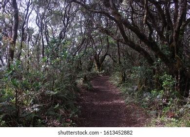 55 Cibodas National Park Images, Stock Photos & Vectors | Shutterstock