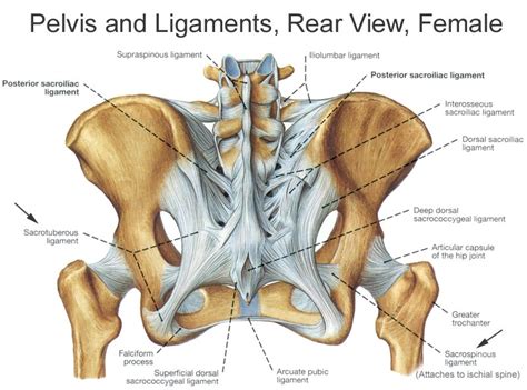 Pelvis Anatomy - Recon - Orthobullets