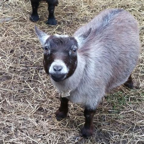 NPGA registered brown agouti pygmy goat | Pygmy goat, Goats, Animals