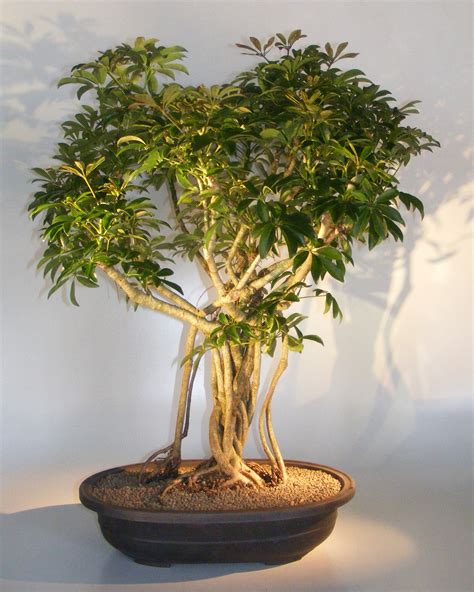 Hawaiian Umbrella Bonsai TreeBanyan Style(arboricola schfflera)