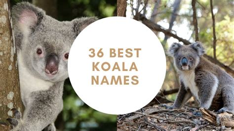 Best name for baby koala