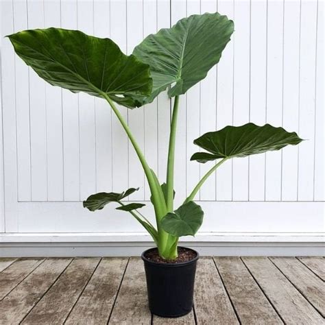 Alocasia Borneo Giant Elephant Ear Live Plant Air Purifier | Etsy