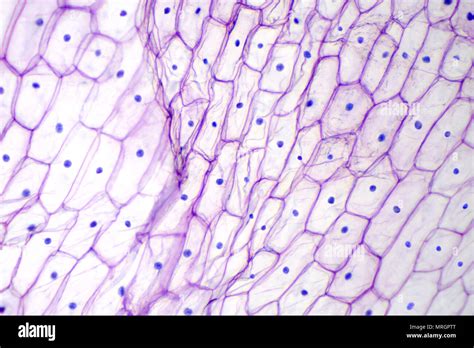 Onion epidermis under light microscope. Purple colored, large epidermal cells of an onion ...