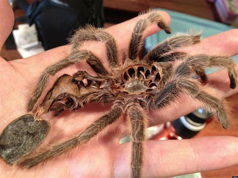 Molting Tarantula Leaves Behind Perfect Shell (PHOTO) | HuffPost