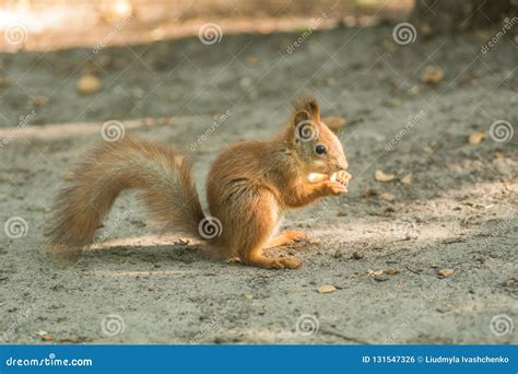 Beautiful Red Squirrel is Eating Nuts in the Park. Stock Photo - Image ...