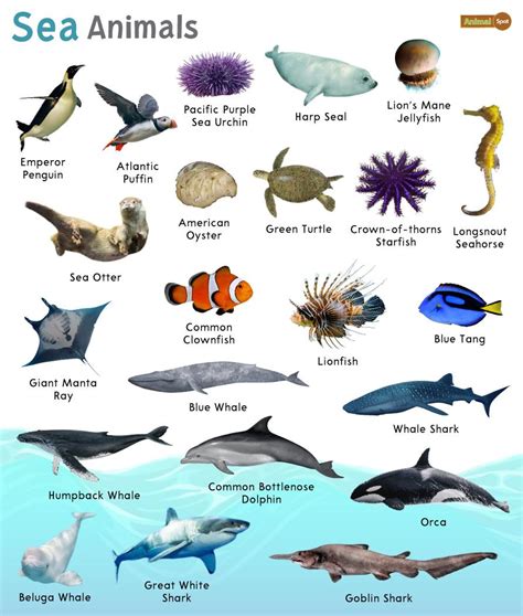 Sea Animals – Facts, List, Pictures