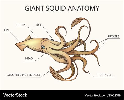 Giant squid anatomy Royalty Free Vector Image - VectorStock