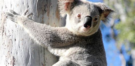 Tragic start to Gympie's koala breeding season | Gympie Times