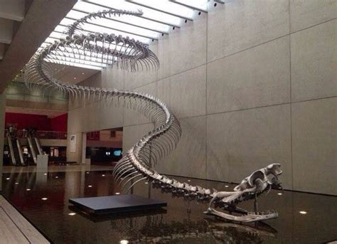 Titanoboa (lat. Titanoboa cerrejonensis) - extinct species of snakes. | Fossils, Prehistoric ...