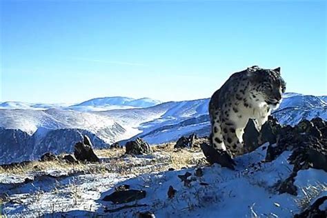 Snow Leopard Habitat