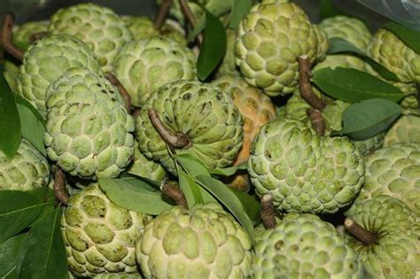 77 best Vietnamese Tropical Fruit images on Pinterest | Tropical fruits, Exotic fruit and Orchards