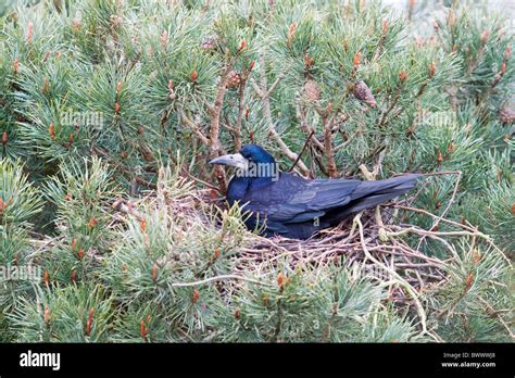 Rook nest hi-res stock photography and images - Alamy