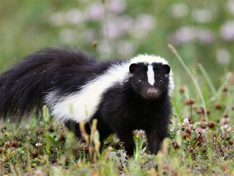 Skunk Facts, History, Useful Information and Amazing Pictures