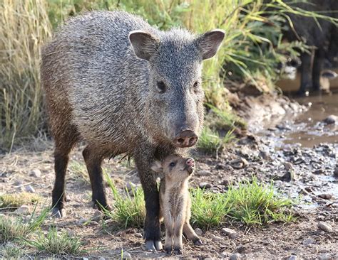 Mother and Baby Javelina Photograph by Steve Wolfe - Fine Art America