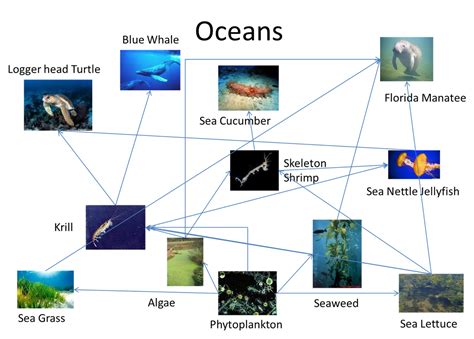 Food Web - The Marine Biome