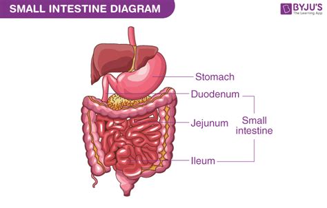 Small Intestine Diagram