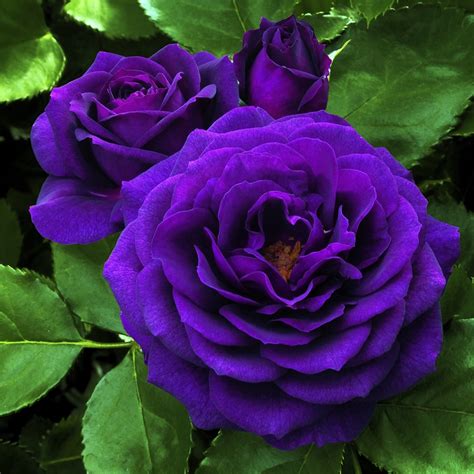 Purple Rose Plant - Lavender Plant