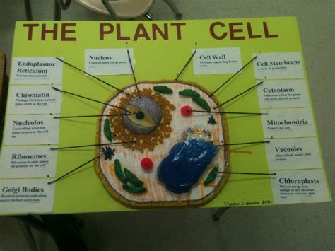 Animal And Plant Cell Model Project