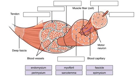 Skeletal Muscle Labeled Diagram