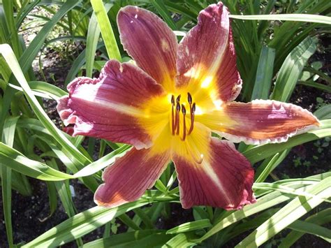 Growing daylilies from seeds in the Daylilies forum - Garden.org